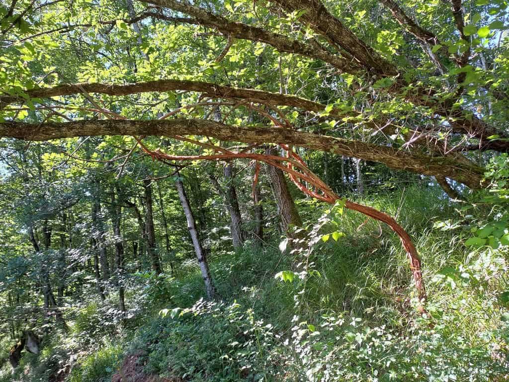 Cette liane de rosier Banxia m’a accompagnée d’une pousse
au geste plus ample petit à petit durant des années, taillée ou pas,
mais en connivence d’un quotidien. Je l’avais choisie pour son
écorce qui se délite comme une mue perpétuelle et se déploie en
arabesque pour un jour dansant.
Sur les arbres de vos chemins aujourd’hui dans le Lot sur le parcours de Rouffilhac 2025…